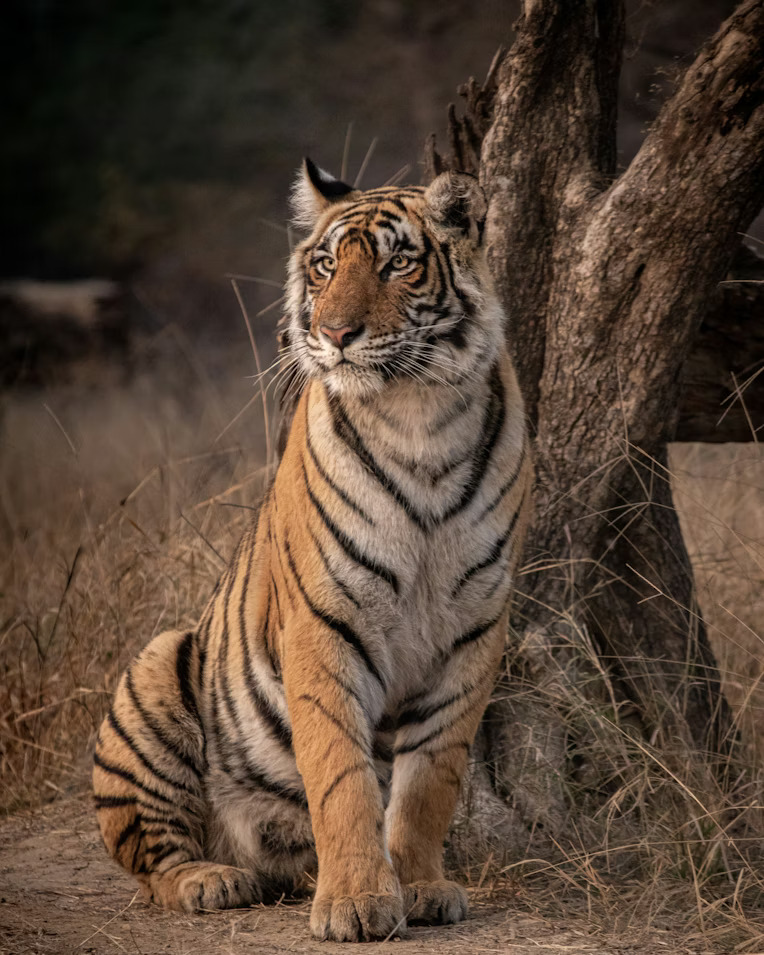 Wildlife of India: A Journey Through Untamed Landscapes