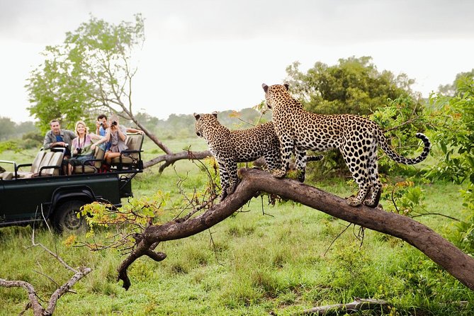 Wild Sri Lanka Leopards, 