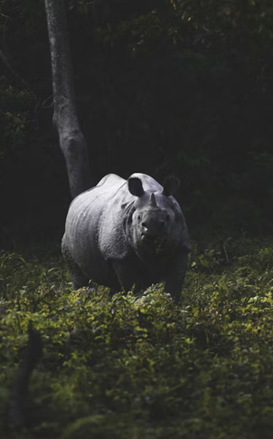 Brahmaputra Wilderness & Assam Tea Trails