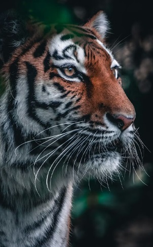 Into the Wild Heart of India – A Curated Tiger & Jungle Odyssey