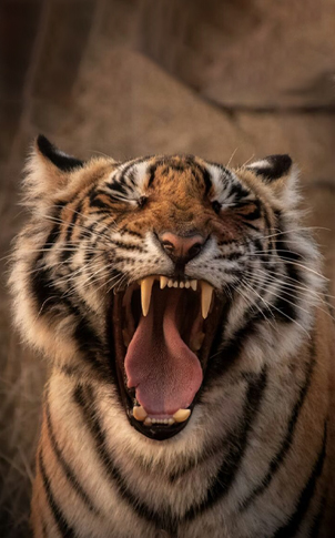 Nepal Wilderness : Pristine Landscapes & Untamed Terai Expeditions