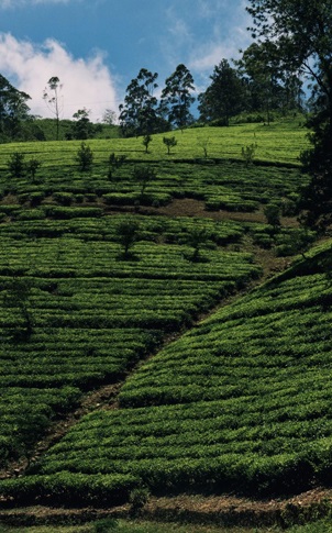 Southern Sojourn : Palaces, Plantations & Sacred Stillness