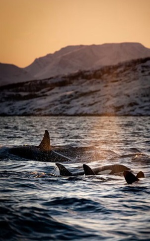 The Taj & India’s Wild Kingdoms – An Encounter with Tigers, Leopards & Dolphins