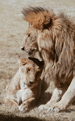 The Wild Trilogy of Gujarat: Wild Ass, Blackbucks & the Last Lions of Asia