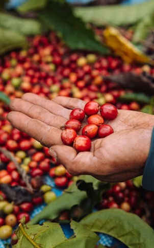 Coffee Hills & Nilgiri Passage