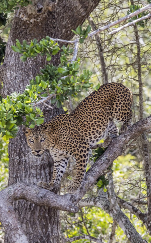 Wild Sri Lanka Leopards, Elephants & Coastal Serenity