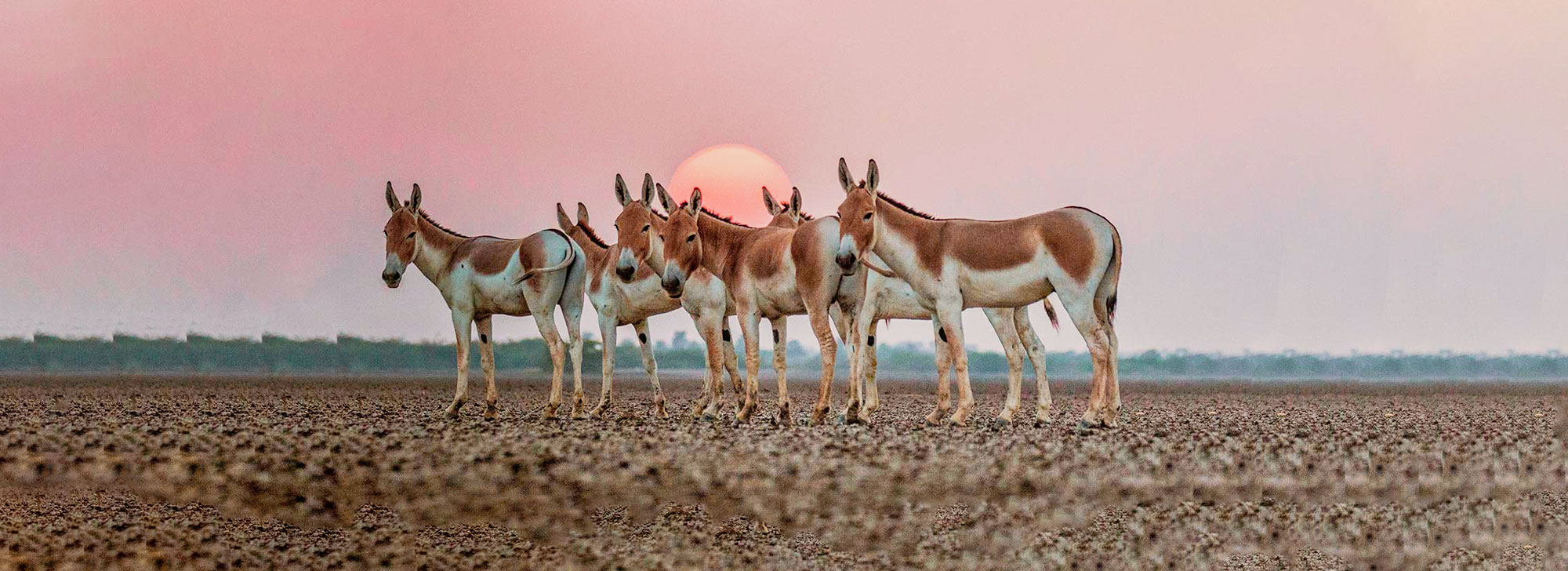 The Wild Trilogy of Gujarat : 