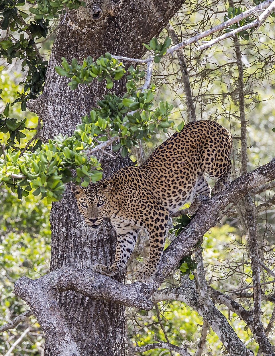 Wild Sri Lanka Leopards, 