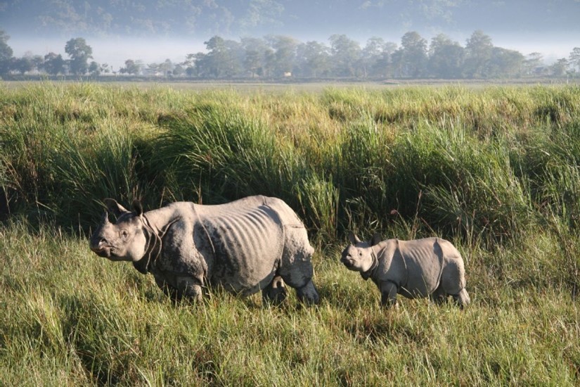 Brahmaputra Wilderness & 