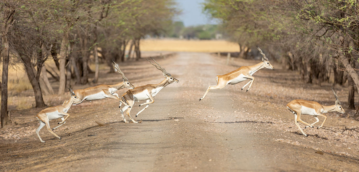 The Wild Trilogy of Gujarat : 