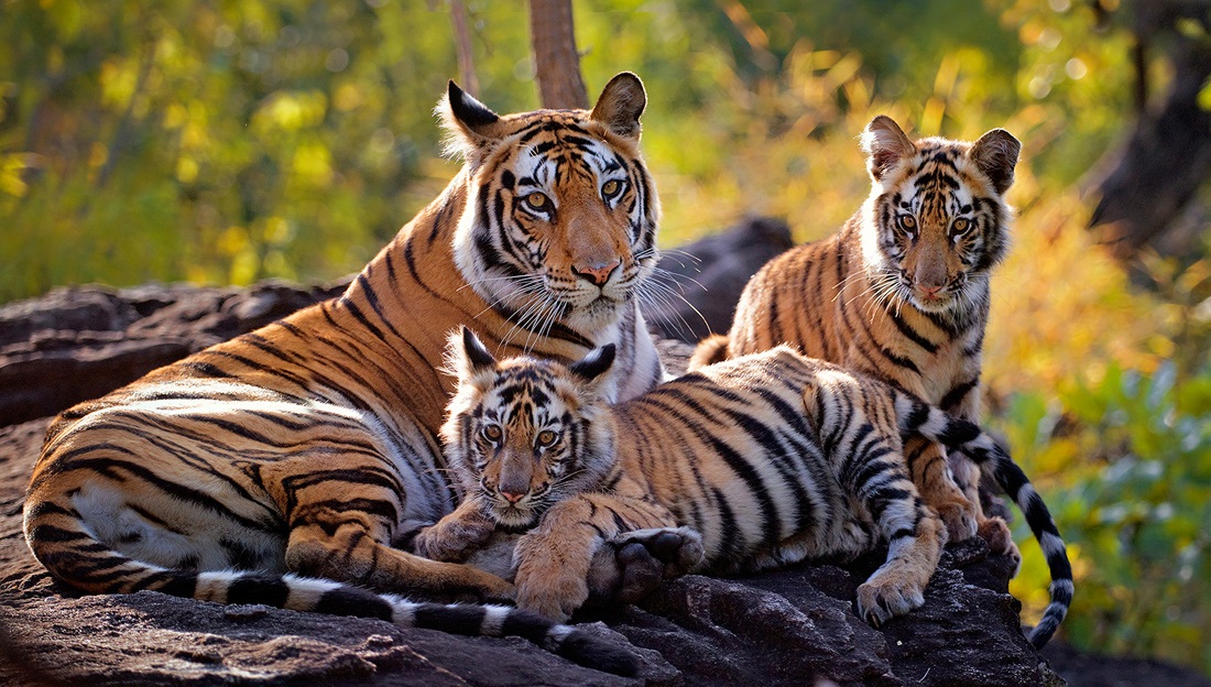 The Taj & India’s Wild Kingdoms – 