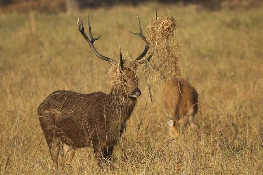 Into the Wild Heart of India – 