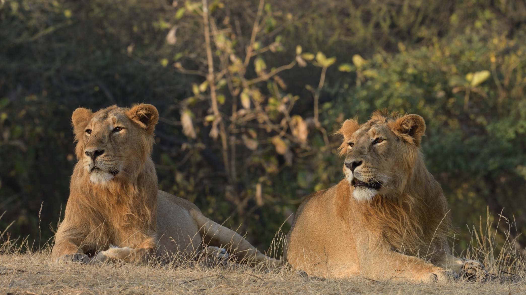The Wild Trilogy of Gujarat : 