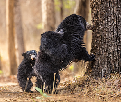 Into the Wild Heart of India – 