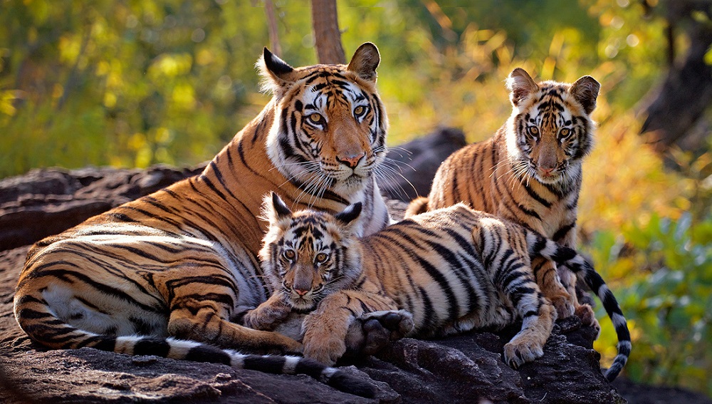 Into the Wild Heart of India – 