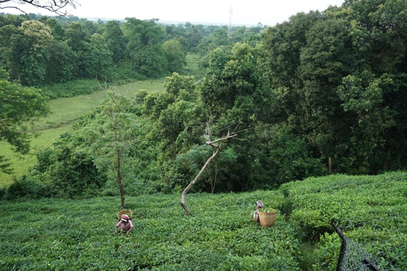 Brahmaputra Wilderness & 