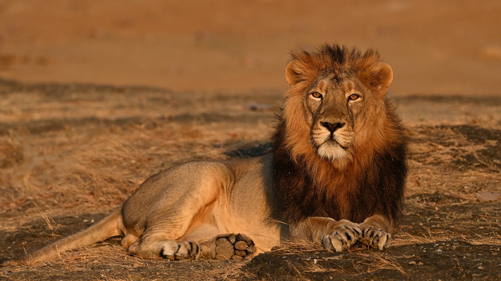 The Wild Trilogy of Gujarat : 