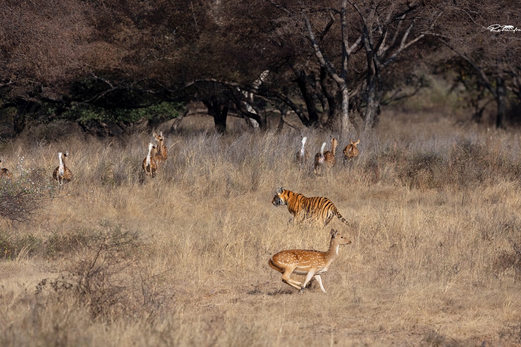 Into the Wild Heart of India – 