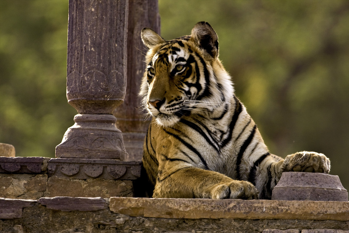Maharajas’ Express : 